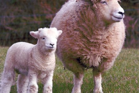 Exmoor Horn ewe and lamb