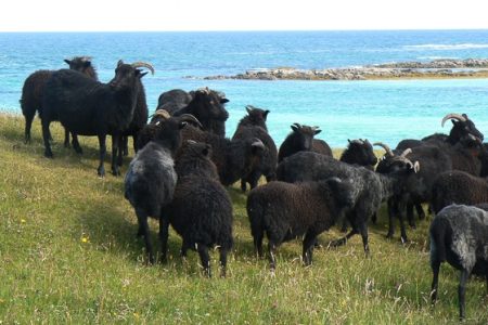 Hebridean ewes