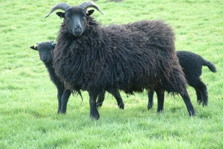 Hebridean ewe and lambs