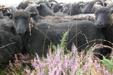 Hebridean conservation grazing
