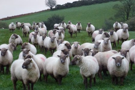 Hill Radnor sheep