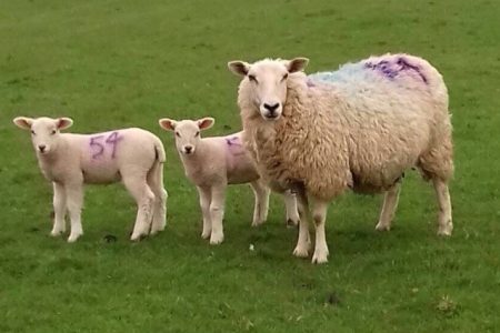 An Aberfield ewe with twin lambs.