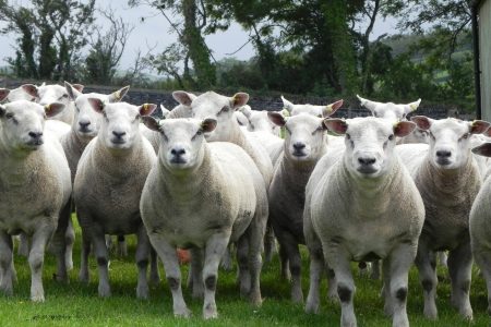 A group of Abermax males.