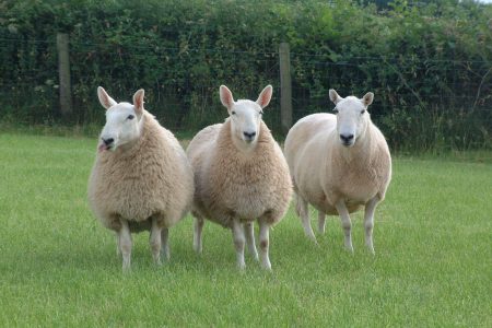 Llandovery Whiteface sheep
