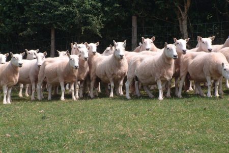 Llandovery Whiteface ewes