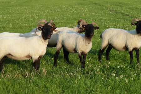 Norfolk Horn sheep