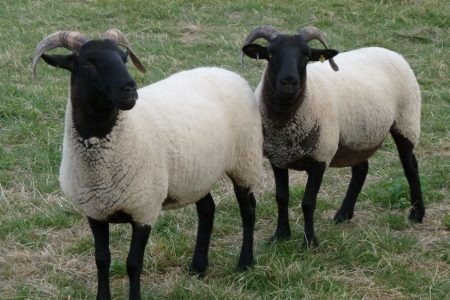 Norfolk Horn sheep