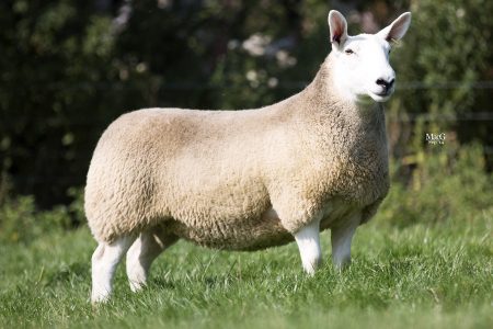 North Country Cheviot sheep