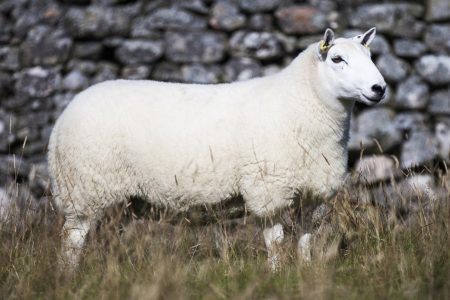 North Country Cheviot sheep