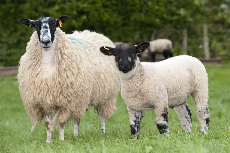 North of England Mule ewe and lamb