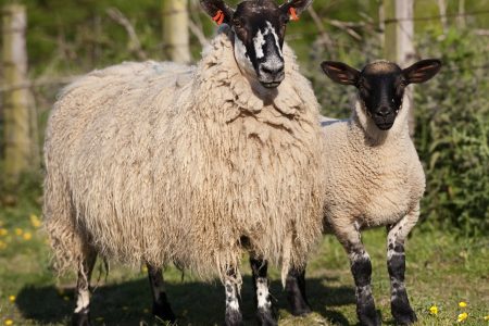 North of England Mule ewe and lamb