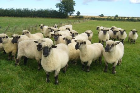Oxford Down ewes