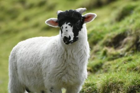 Rough Fell lamb