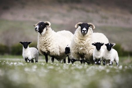 Blackface ewes and lambs