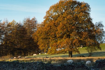Sheep grazing in the moorland under a tree at Autumn. The morning sun is illuminating the landscape.