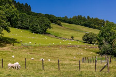 Scenic view of rolling farmland with grazing sheep near Talybont, Powys, Wales