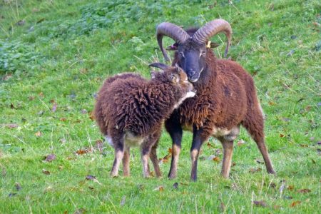 Soay ram and ewe