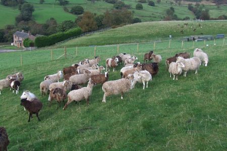 Soay ewes