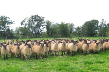 Suffolk cross lambs