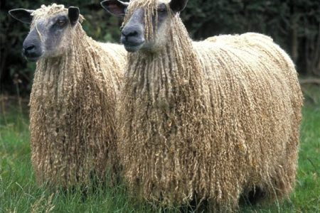 Wensleydale sheep