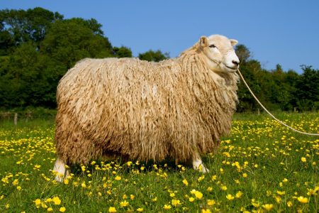 Whiteface Dartmoor ewe
