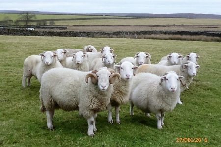 White Faced Woodland ram and ewes
