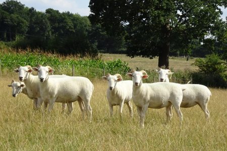 Wiltshire Horn shearling ewes