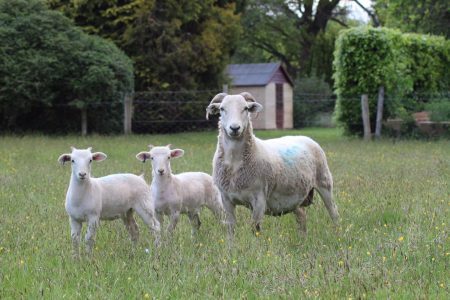 Wiltshire Horn ewe (starting to shed) & lambs