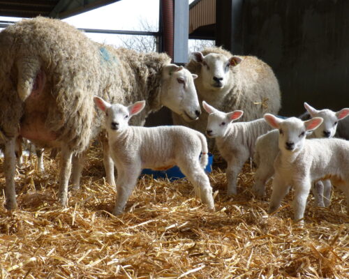 NSA Lambing List