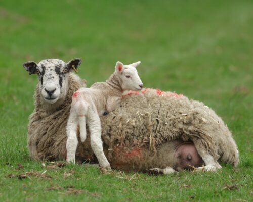 Mother sheep lying down in green field with her lamb resting across her back.