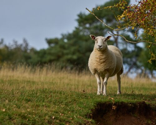 A British sheep standing in a grassy field watching the photographer