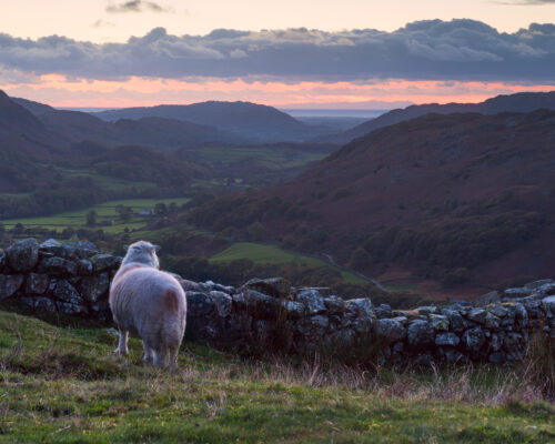 A sheep looking across Hardknott Pass, Cumbria, England.