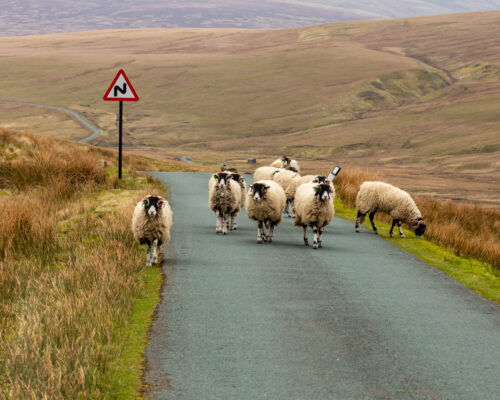 Traffic jam on a  Easter Bank Holiday in Swaledale, Yorkshire Dales, UK.  A flock of Swaledale Ewes heading up the road towards Tan Hill.  Horizontal.  Space for copy.  No people
