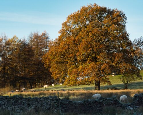 Sheep grazing in the moorland under a tree at Autumn. The morning sun is illuminating the landscape.