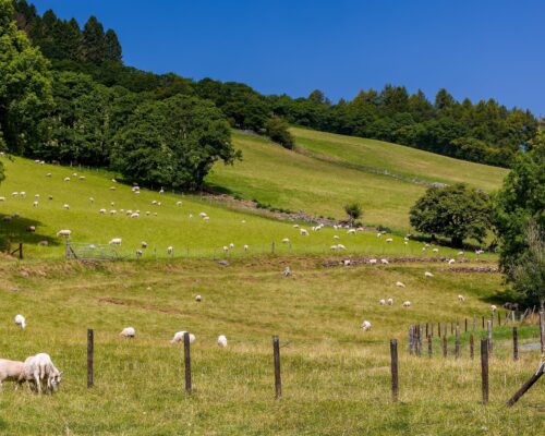 Scenic view of rolling farmland with grazing sheep near Talybont, Powys, Wales