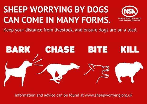 Worrying Sign Signs for Farms | Sheep Worrying Case Study | National Sheep Association