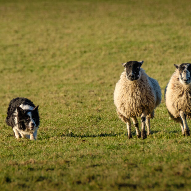 Sheepdog and three ewes