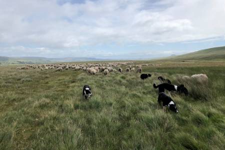 ‘Time to focus on the sheep farmers and shepherds’, says National Sheep Association, as it sets out commitments for 2022