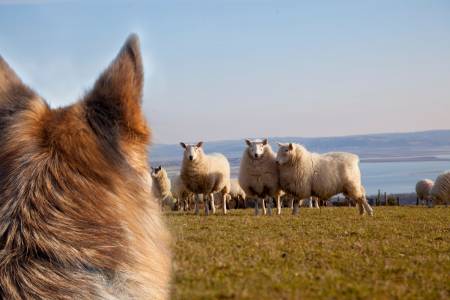 NSA pleas with dog owners to take responsibility for sheep worrying by dog attacks